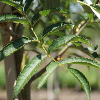 Sorbus commixta (1)